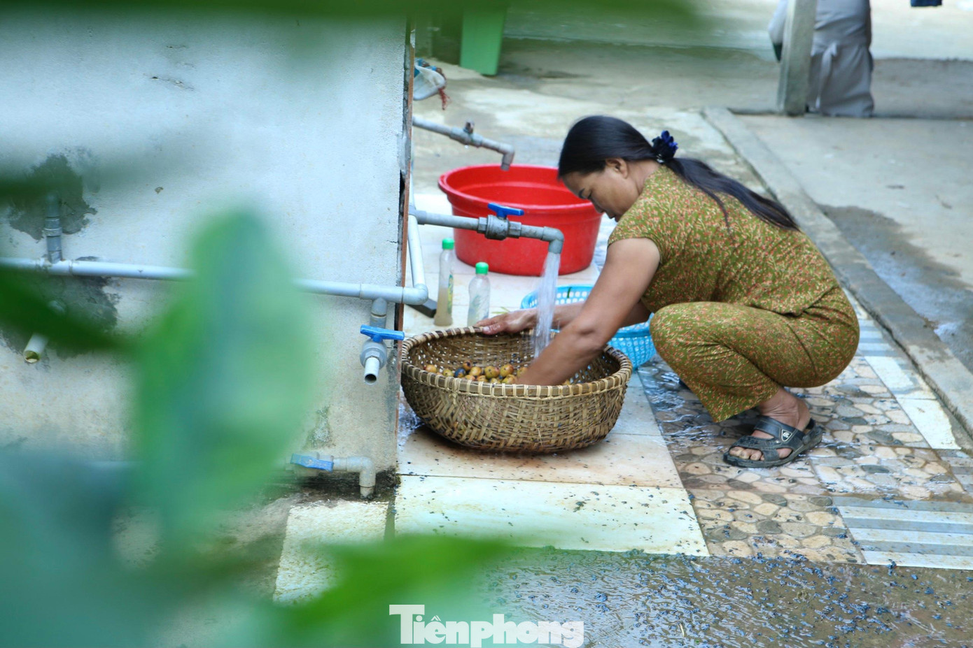 Người dân sử dụng tay và rổ tre để làm sạch vỏ cọ để tránh vị chát khi ăn. Người dân sử dụng tay và rổ tre để làm sạch vỏ cọ để tránh vị chát khi ăn.