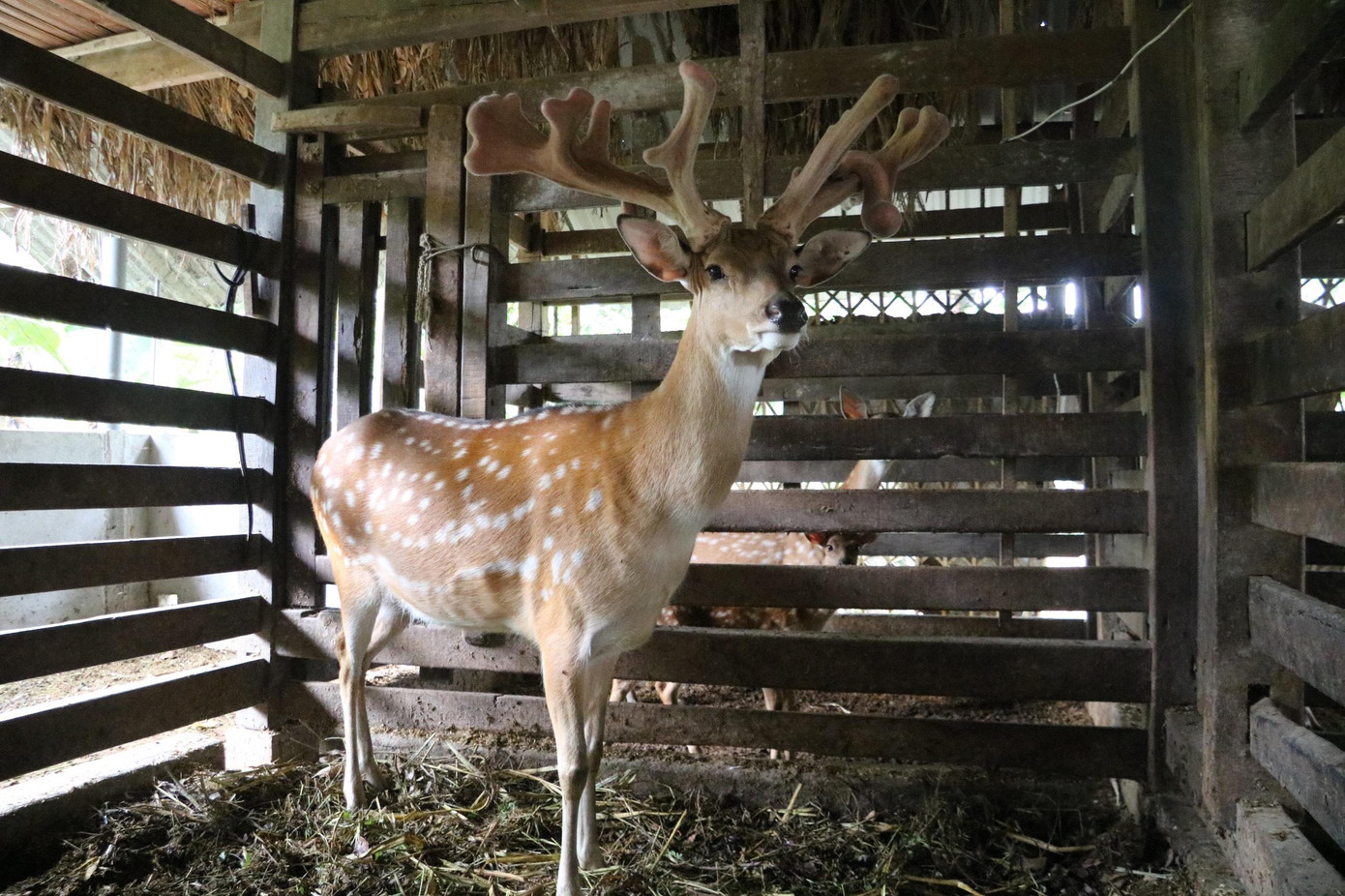 Được biết con hươu sinh "lộc" gia đình ông Lợi đã có người ở huyện Quỳnh Lưu (Nghệ An) ra giá tới 470 triệu đồng nhưng gia đình quyết định không bán.