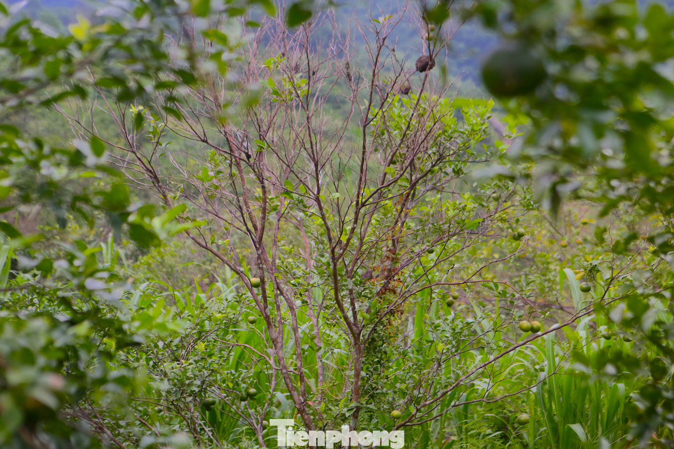 Xã Sơn Trường có 430ha trồng cam, trong đó chủ yếu là cam bù với 380ha. Theo lãnh đạo UBND xã Sơn Trường, hiện tại xã đang thống kê thiệt hại cam của người dân. Tuy nhiên ước tính ban đầu có khoảng hàng trăm ha bị chết, không cho quả, thiệt hại kinh tế rất lớn.