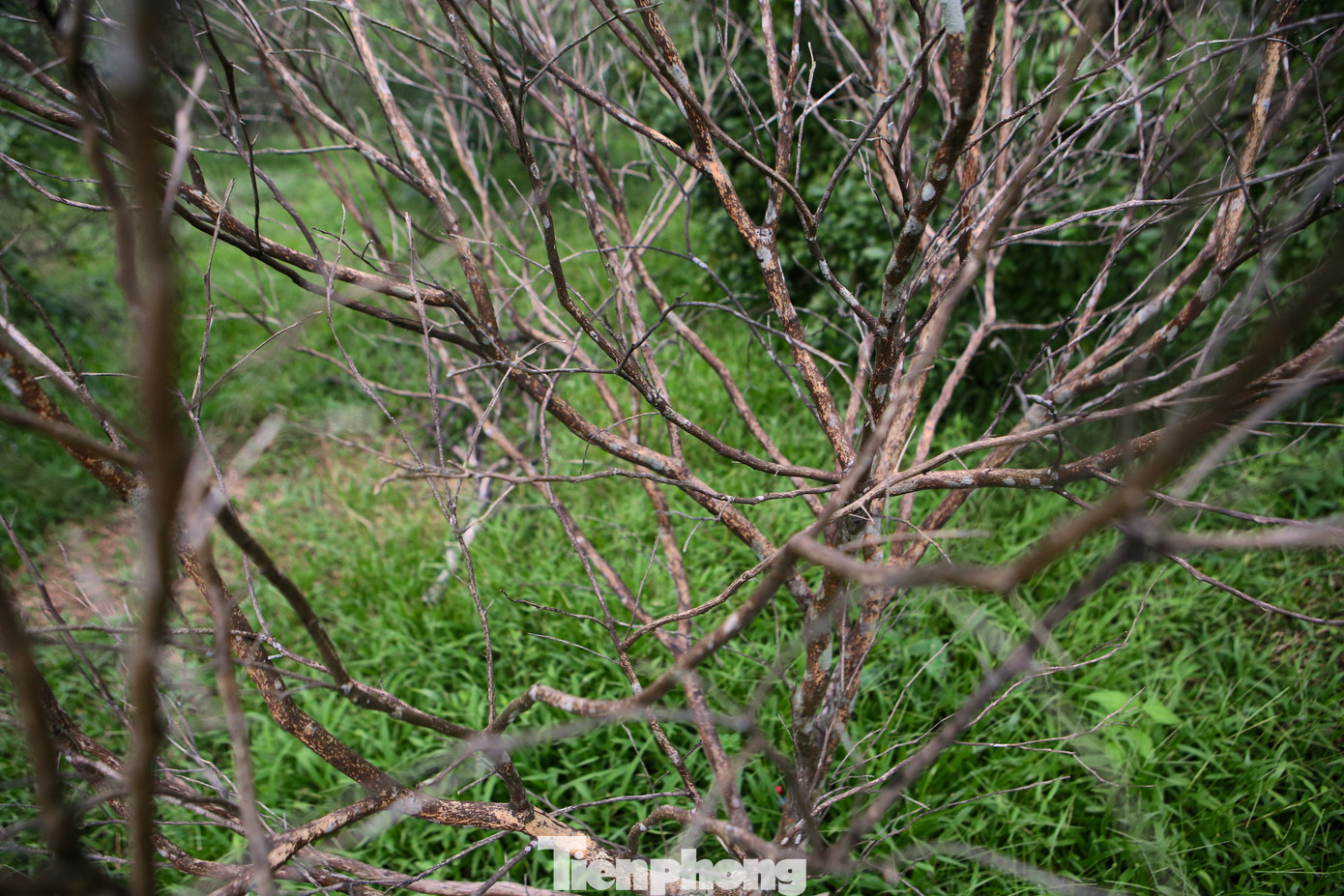 Việc cam chết hàng loạt khiến nhiều gia đình trồng cam ở xã Sơn Trường thất thu từ hàng chục đến hàng trăm triệu đồng. Nhiều gia đình đã cứu cam bằng cách chăm sóc bổ sung bón phân, cắt tỉa những cành đã khô để cây hồi phục lại nhưng không khả thi.