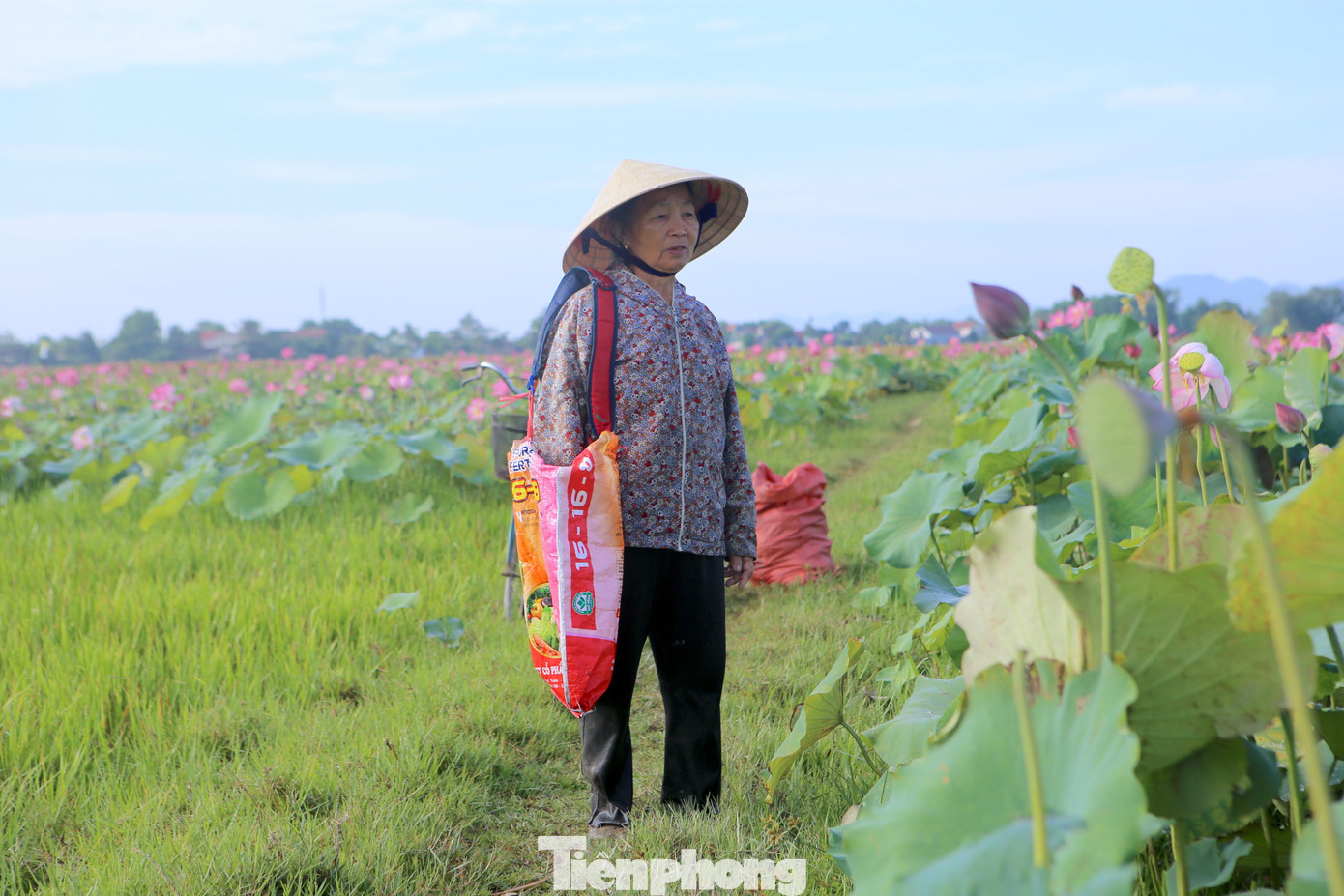 Từ 6h, bà Kiều Thị Hương (70 tuổi, trú thôn Thanh Châu) đạp xe ra đầm sen để thu hoạch đài sen. Bà cho biết, gia đình có 1 sào ruộng đã chuyển sang trồng sen khoảng 3 năm nay.