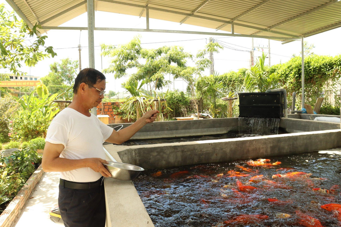 Ông Trung vui mừng khi đàn cá Koi phát triển tốt, cho thu nhập cao.