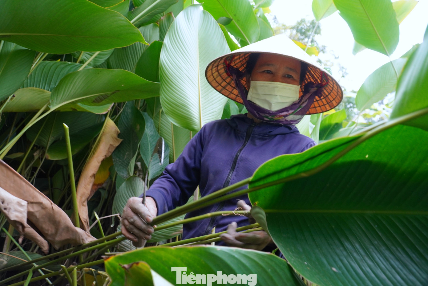 Sau khi cắt lá xong sẽ tỉa ngắn cành, bón phân chuồng để cây phát triển tốt. Mỗi năm người dân sẽ thu hoạch 1-2 lần.