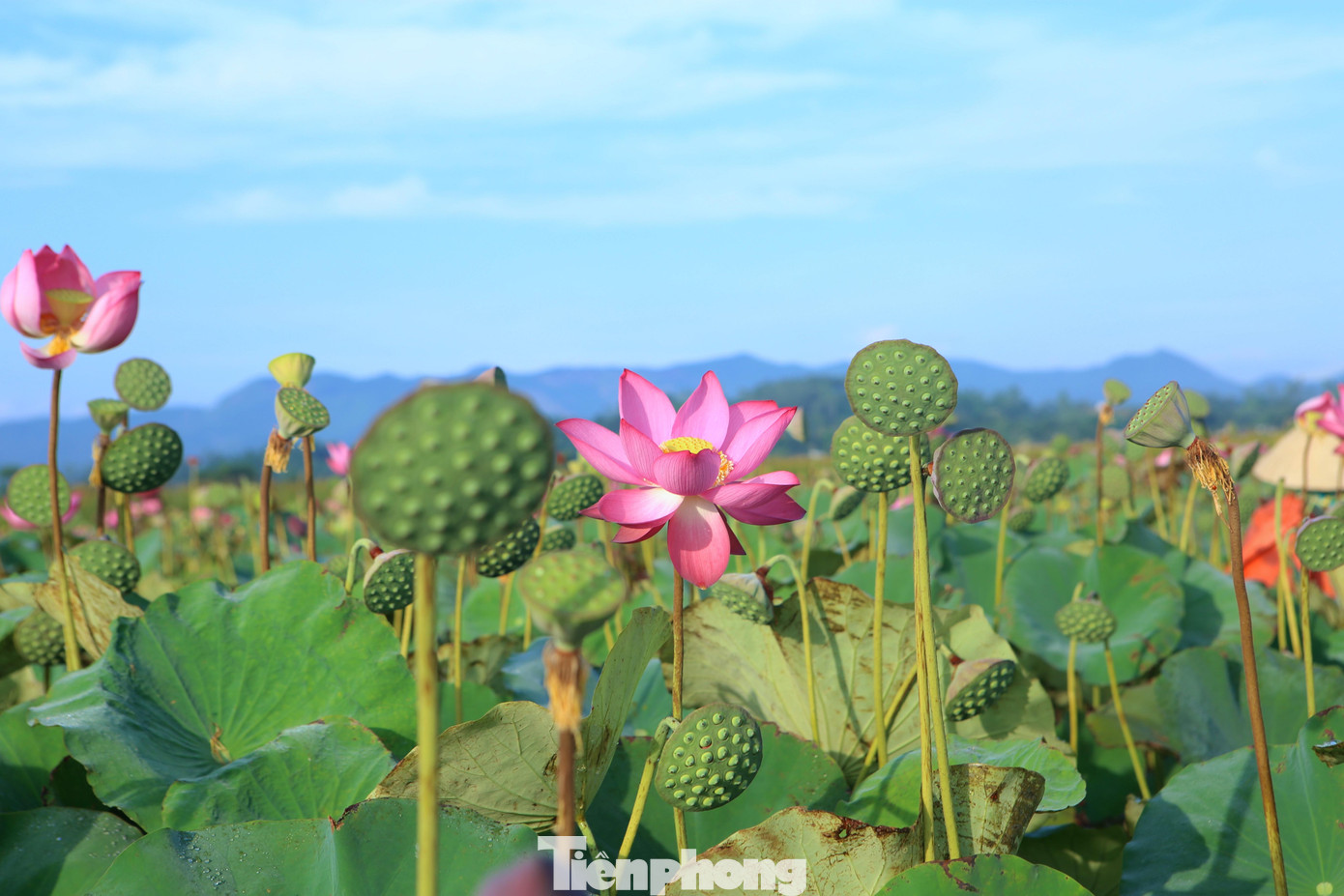 Mỗi sào bình quân thu từ 3-4 tạ đài sen tươi. Hiện đang đầu mùa nên giá bán dao động từ 40-50 ngàn đồng/kg hạt tươi. Ước tính mỗi ruộng sen một mùa sẽ thu về từ 10-15 triệu đồng.