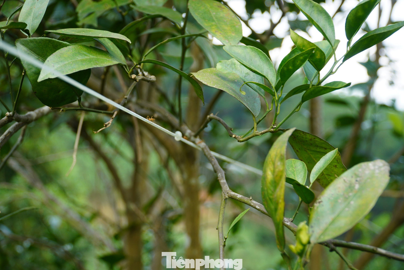 Tại vườn anh Bảo cũng nuôi kiến vàng để diệt những loại côn trùng phá hoại cam. Tại vườn anh Bảo cũng nuôi kiến vàng để diệt những loại côn trùng phá hoại cam.