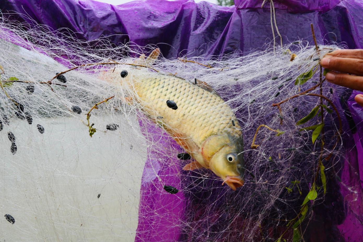 Những con cá được người dân thả lưới đánh bắt ngay trên đường liên thôn khi nước lũ lên nhanh. Những con cá được người dân thả lưới đánh bắt ngay trên đường liên thôn khi nước lũ lên nhanh.