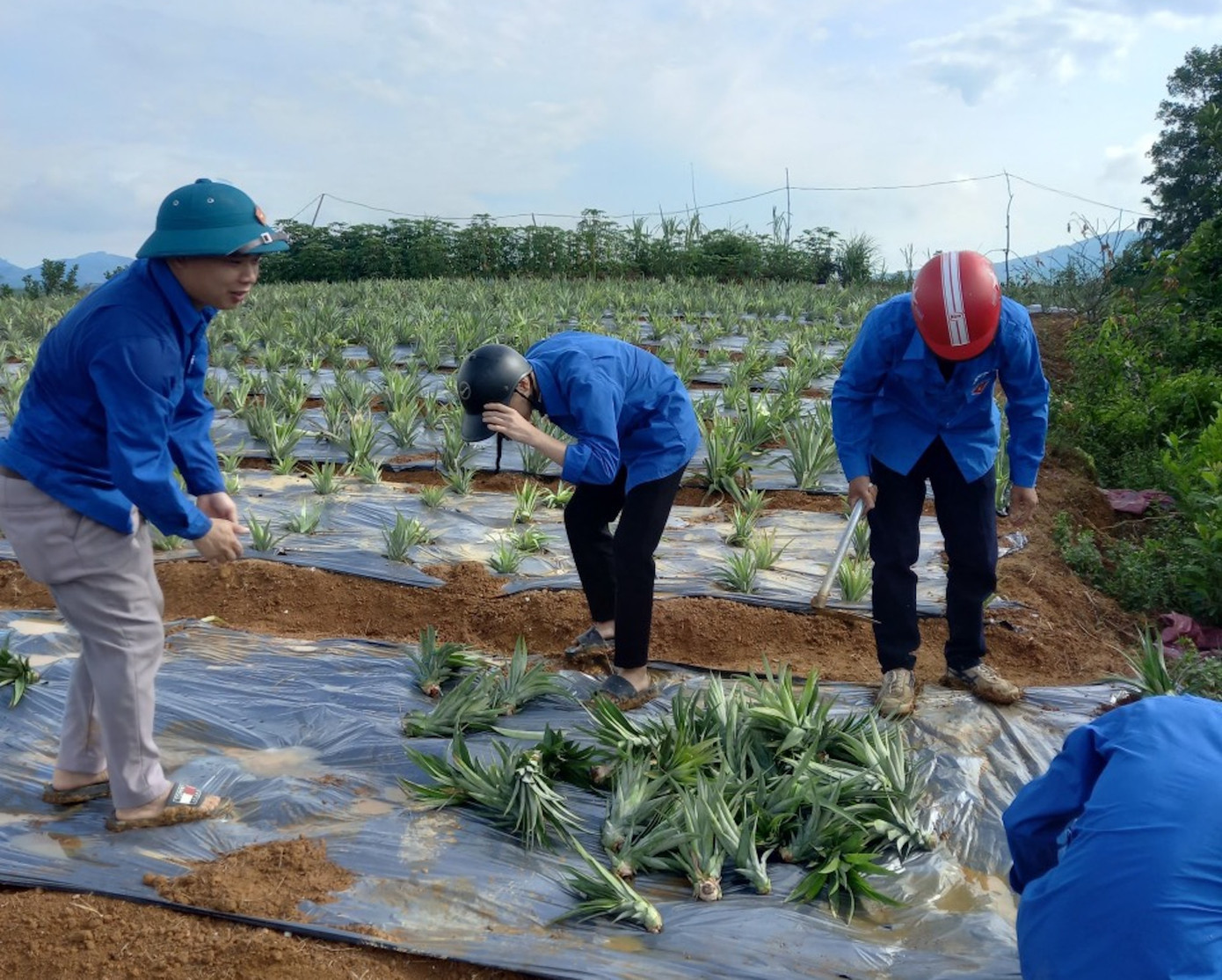 “Vì dứa nếu không trồng kịp thời sẽ hỏng, trong khi đó nhân lực ít nên Đoàn xã tham gia phối hợp cùng lực lượng công an, hội nông dân, phụ nữ… . Với những người trẻ, chúng tôi mong muốn được góp một phần công sức giúp người dân trong mùa hè tình nguyện này”, anh Nguyễn Quốc Hùng – Bí thư Đoàn xã Đức Bồng chia sẻ.
