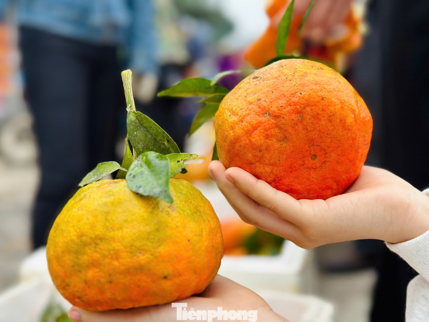 Năm nay, người trồng cam bù vui mừng vì cam được mùa, quả đẹp, có vị thanh ngọt hơn, đặc biệt lại trúng vào dịp phục vụ nhu cầu cho người dân cúng Tết Nguyên đán nên giá bán cao hơn.