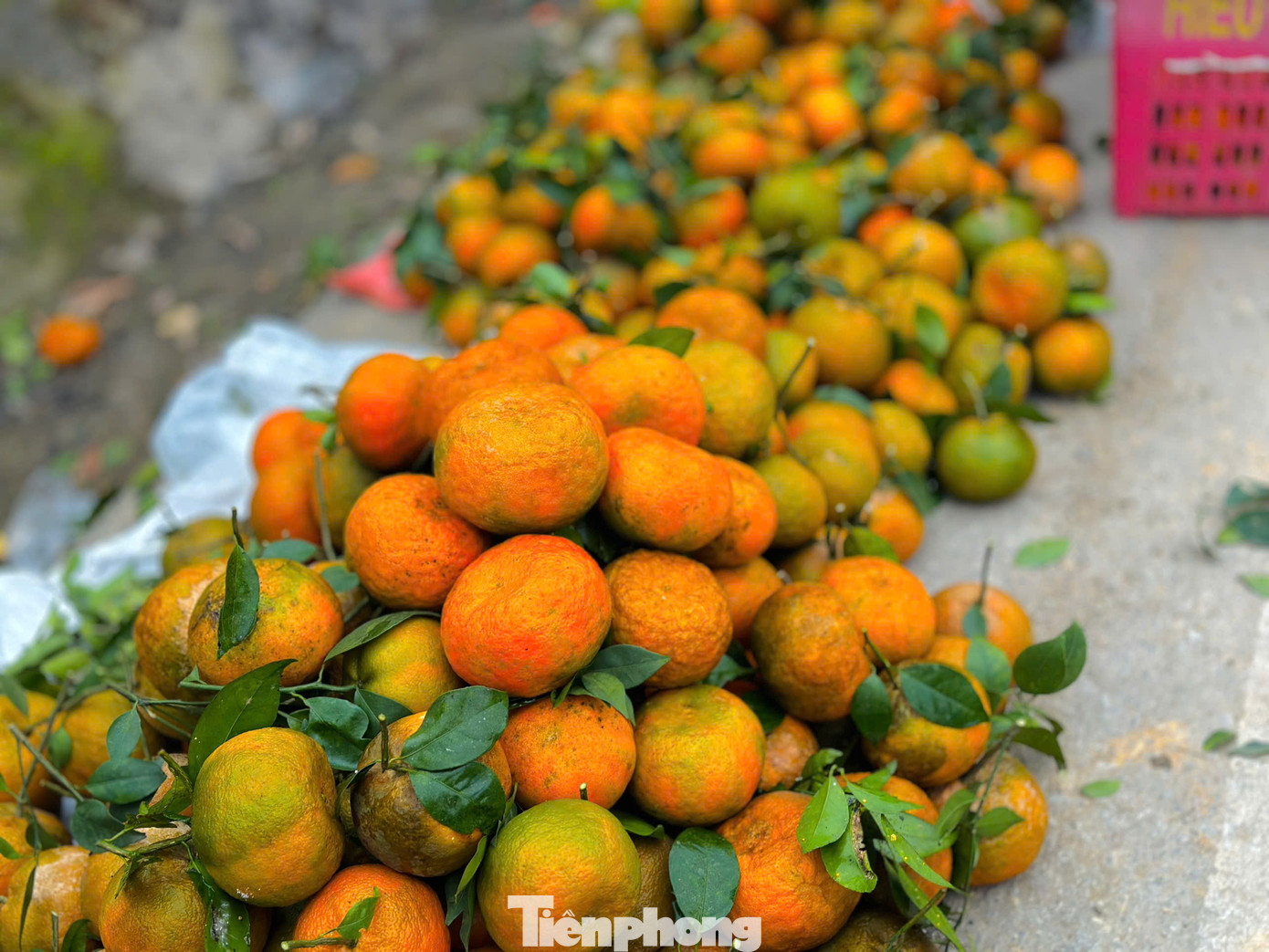 Ngày 26/1 (tức 27 Tết), nhiều người dân trồng cam bù ở huyện Hương Sơn (Hà Tĩnh) mang những rổ đựng cam ra tuyến đường lớn ở xã Sơn Trường để bán. Thương lái nhiều nơi cũng đổ về thu mua, vận chuyển ra các thành phố để bán trong dịp Tết.