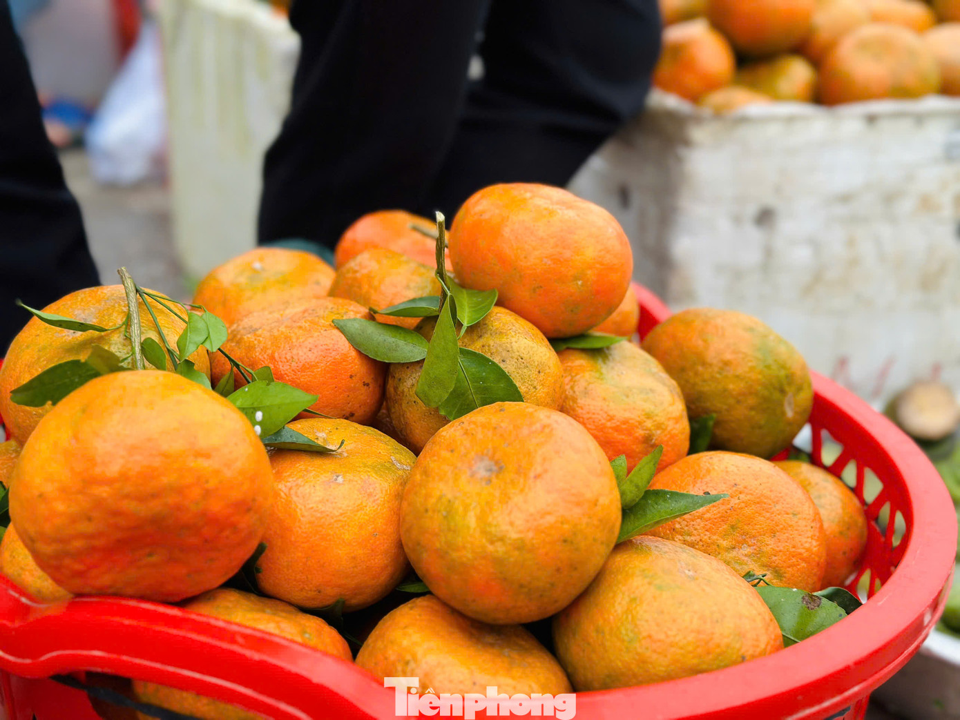 Năm nay, người trồng cam bù vui mừng vì cam được mùa, quả đẹp, có vị thanh ngọt hơn, đặc biệt lại trúng vào dịp phục vụ nhu cầu cho người dân cúng Tết Nguyên đán nên giá bán cao hơn.