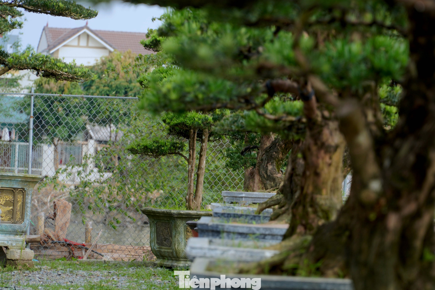 Những gốc tùng La Hán không chỉ có nhiều hình dáng đẹp mà còn có tuổi đời lâu năm và giá trị cao về mặt sưu tầm.