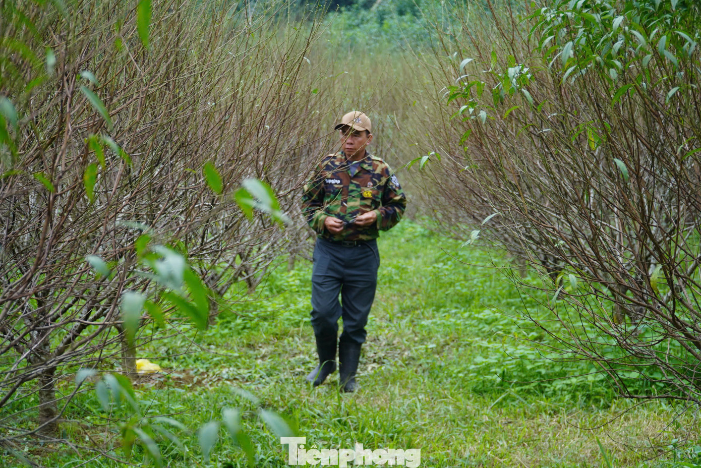 Theo người dân, tùy vào tình hình thời tiết mà công đoạn tuốt lá diễn ra sớm hơn hoặc muộn hơn. Việc chọn thời điểm tuốt lá thích hợp khá quan trọng để cây đào nở hoa đúng thời điểm, bán được giá cao, cung ứng vào dịp Tết Nguyên đán. Theo người dân, tùy vào tình hình thời tiết mà công đoạn tuốt lá diễn ra sớm hơn hoặc muộn hơn. Việc chọn thời điểm tuốt lá thích hợp khá quan trọng để cây đào nở hoa đúng thời điểm, bán được giá cao, cung ứng vào dịp Tết Nguyên đán.