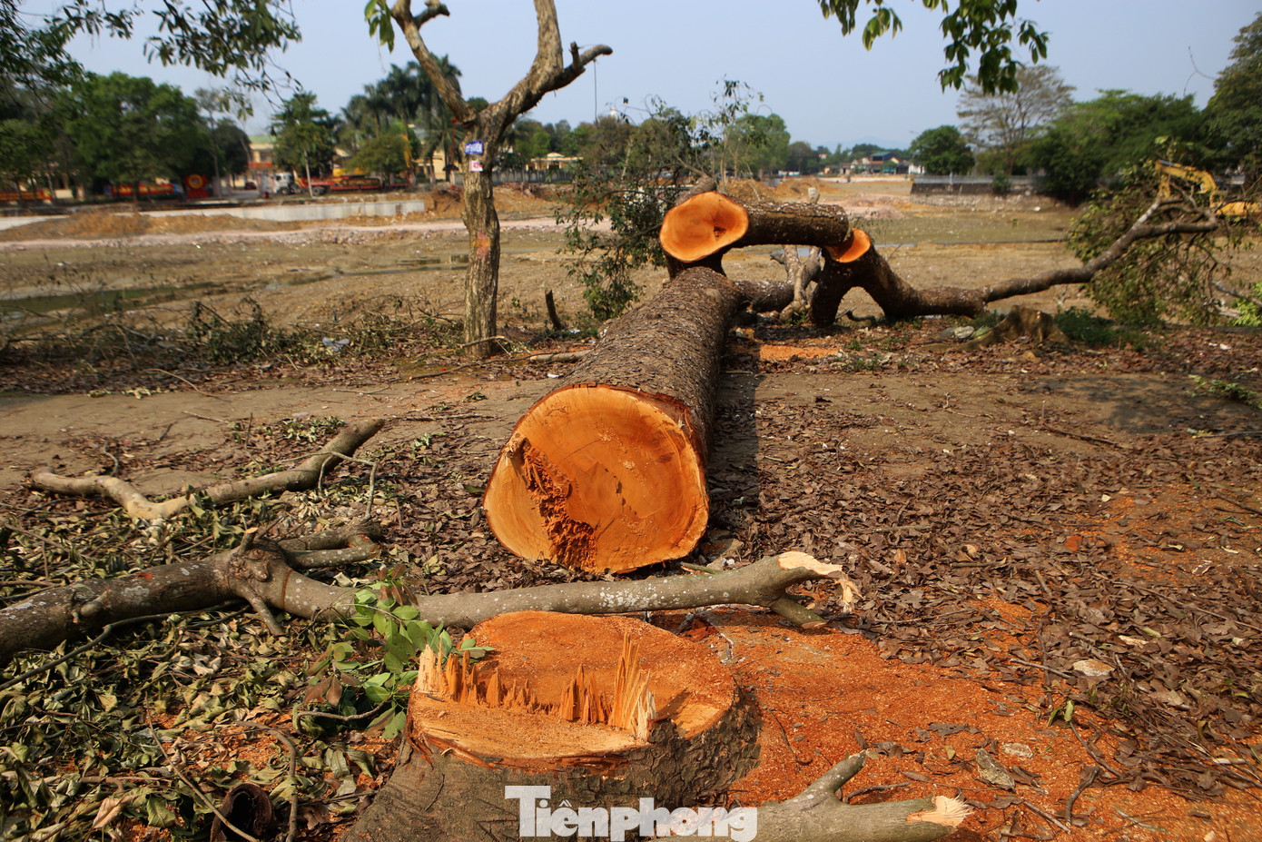 Gốc xà cừ 30 năm tuổi đã bị chặt để phục vụ dự án.