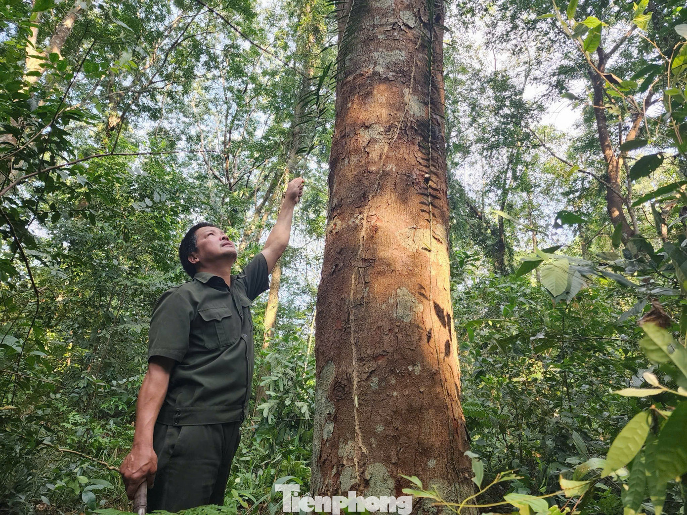 Cán bộ Công ty TNHH MTV Lâm nghiệp và Dịch vụ Hương Sơn thường xuyên vào rừng kiểm tra, bảo vệ.