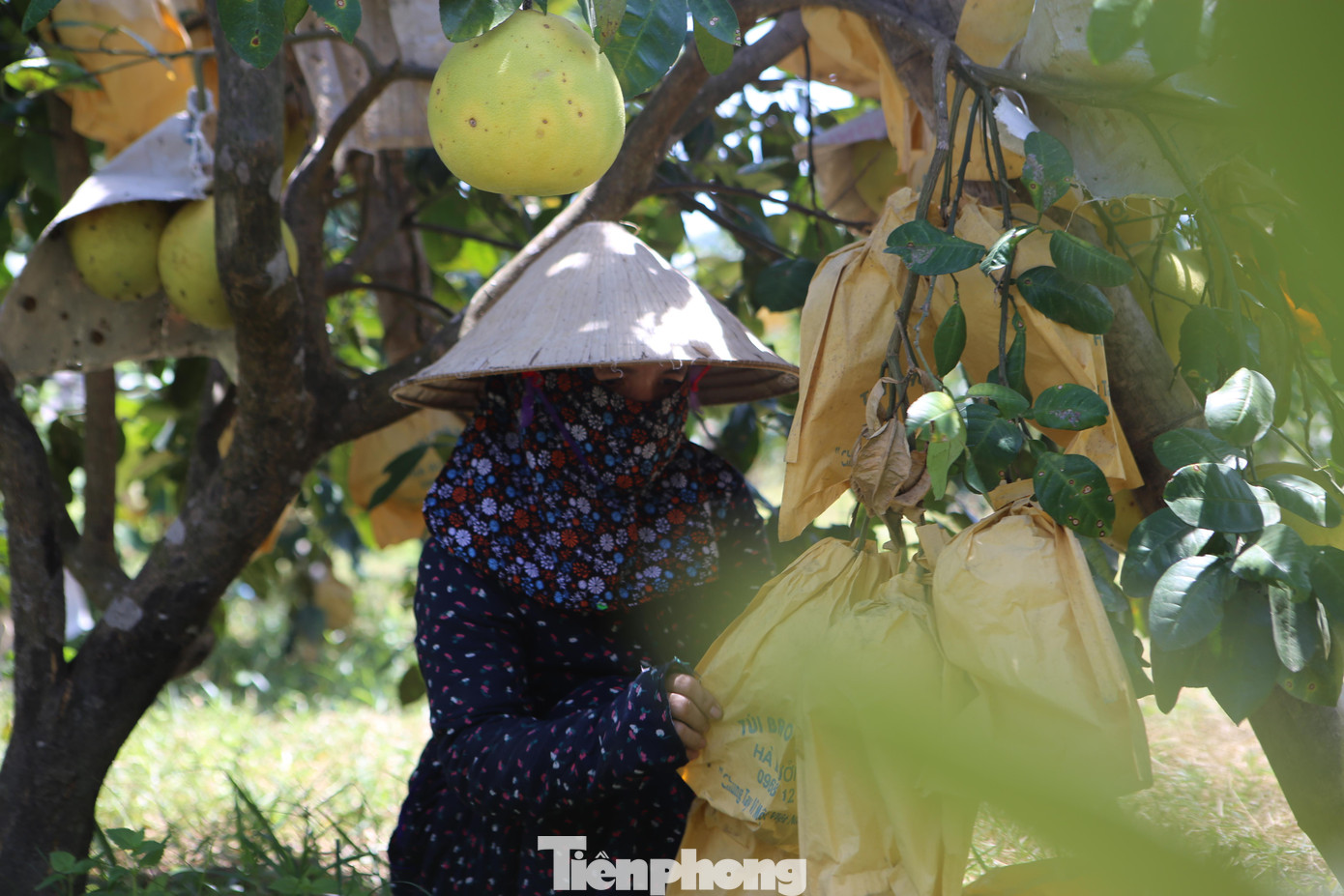 Chị Đậu Thị Ngọc (trú thôn Kim Sơn, xã Hương Trạch) cho biết, gia đình trồng trên 1.000 gốc bưởi, năm nay bưởi được mùa, quả to, mọng nước. Giá đầu mùa đắt hơn so với những năm trước, nhưng tỷ lệ tiêu thụ khó hơn do ảnh hưởng của dịch. Gia đình có hơn 5.000 quả bưởi nhưng đến nay mới bán được 1.500 quả.