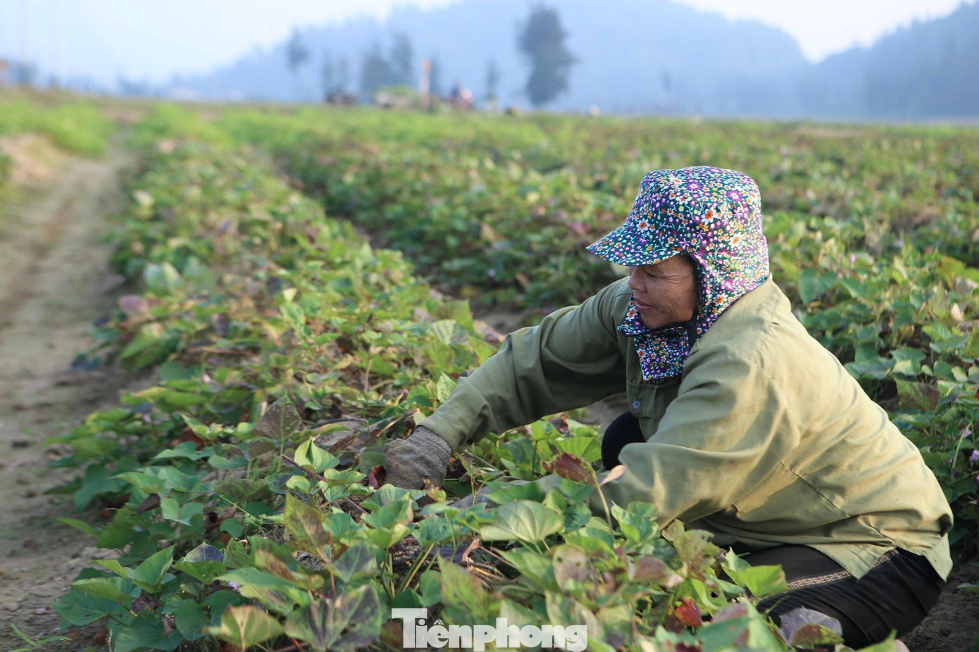 Gia đình bà Nguyễn Thị Giáo (trú xã Thịnh Lộc) trồng hơn 7 sào khoai lang ruột vàng. Những ngày này, bà ra đồng thu hoạch khoai, sau đó chở hàng ra chợ bán cho các tiểu thương. Có ngày bán được gần 2 triệu đồng tiền khoai. Đây là thu nhập chính trong thời điểm chuẩn bị đến Tết Nguyên đán này.