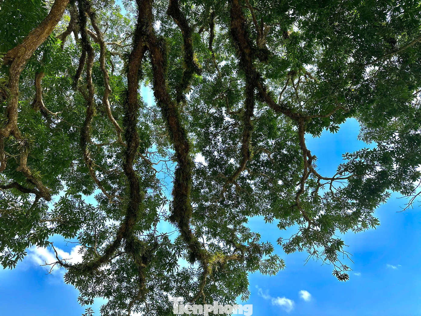 Cây trôi cao sừng sững tồn tại qua nhiều thế kỷ được xem là “thần hộ mệnh” của dân làng Vĩnh Thắng. Cây cổ thụ này không chỉ là một di sản thiên nhiên quý giá mà còn là linh hồn, niềm tự hào của bao thế hệ người dân nơi đây.