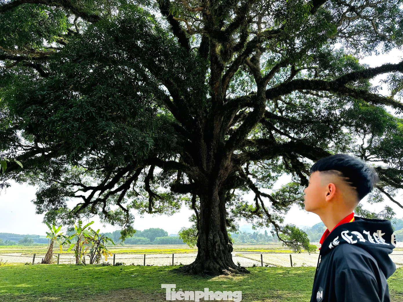 Cây Trôi 800 năm tuổi nằm trong khuôn viên nhà văn hóa thôn Vĩnh Thắng, xã Hương Vĩnh, huyện Hương Khê (Hà Tĩnh). Cây cao 27m, chu vi thân 8,2m, tán rộng 40m, cành lá sum suê, vỏ nhiều khối u, đường gân sần sùi.