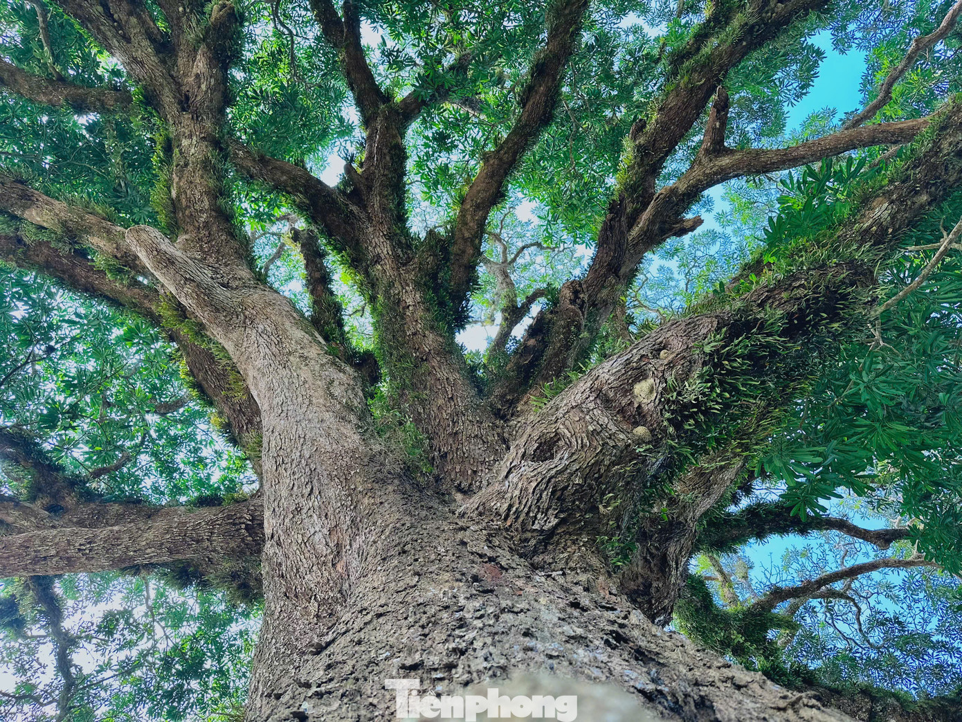 Cây trôi là loài cây thuộc họ của cây kéo, muỗm, xoài. Người dân Hương Vĩnh xem cây trôi cổ thụ là biểu tượng gắn liền với đời sống sinh hoạt và văn hóa của xã và luôn nêu cao trách nhiệm bảo vệ, giữ gìn.