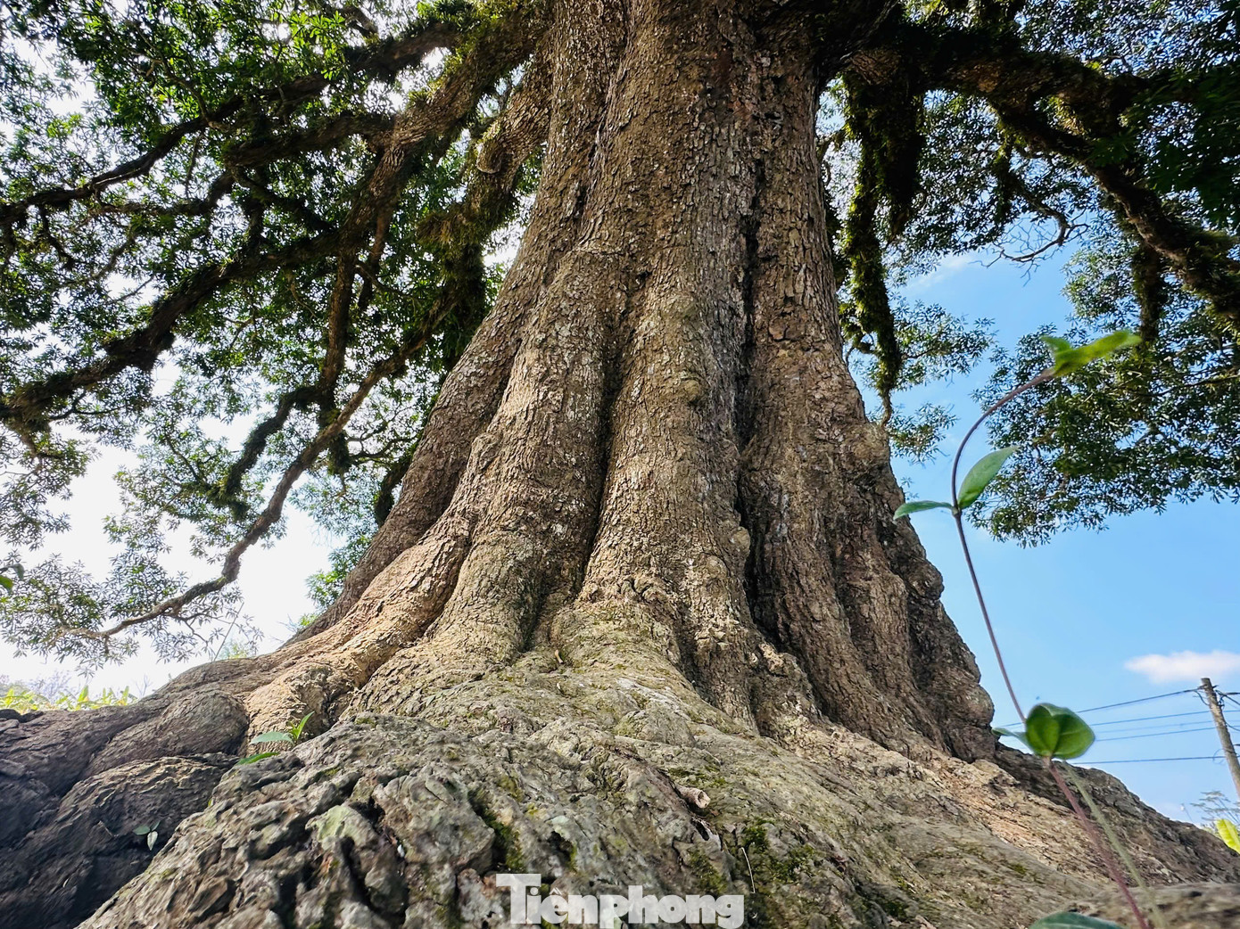 Cây trôi 800 năm tuổi ở huyện Hương Khê đã được Hội đồng Cây di sản Việt Nam công nhận là cây di sản.