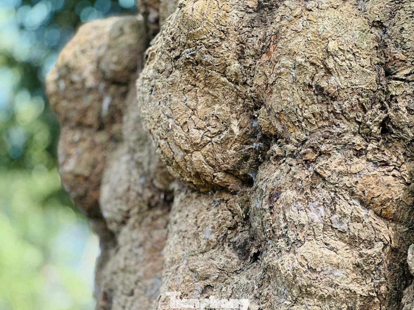 Trải qua nhiều thế kỷ nên cây trôi có hệ rễ to khỏe và tán lá rộng lớn che hết cả khuôn viên nhà văn hóa. Người dân nơi đây xem cây trôi như báu vật, trải qua các thời kỳ chiến tranh và thiên tai, cây trôi vẫn đứng vững như vị thần bảo vệ cho làng.