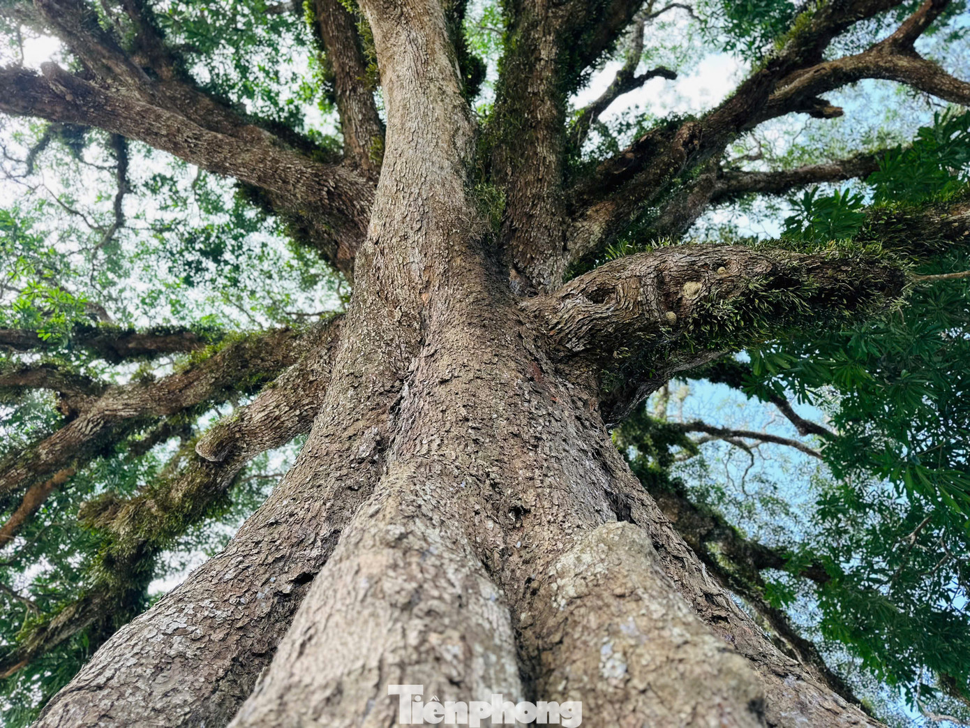 Mùa nắng người dân địa phương thường xuyên đến đây để ngồi hóng mát. Cây trôi được bảo vệ như báu vật, chúng tôi thường xuyên ra đây để quét dọn, chăm sóc cho cây. Ngoài nở hoa một bên, cây trôi có thể dự báo mùa màng bội thu thông qua việc ra lộc lá mỗi năm", bà Nguyễn Thị Nga (80 tuổi, trú xã Hương Vĩnh) nói.