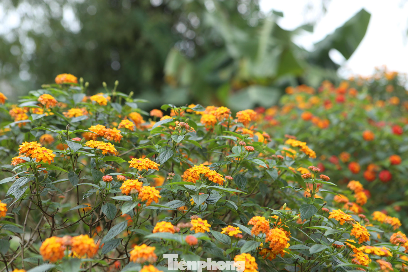 Đến nay anh Ngà đã có gần 400 gốc hoa ngũ sắc bonsai với nhiều dáng, thế độc đáo và có 26 màu hoa.