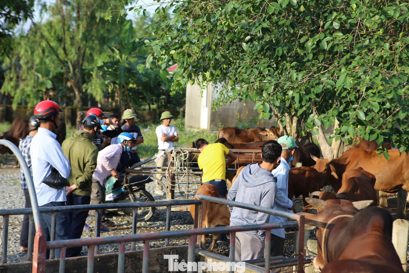 Người mua, người bán xem từng con, trao đổi, thỏa thuận giá cả. Tan chợ, những con chưa bán, chủ nhân vui vẻ dắt về vỗ béo chờ đến phiên chợ sau.