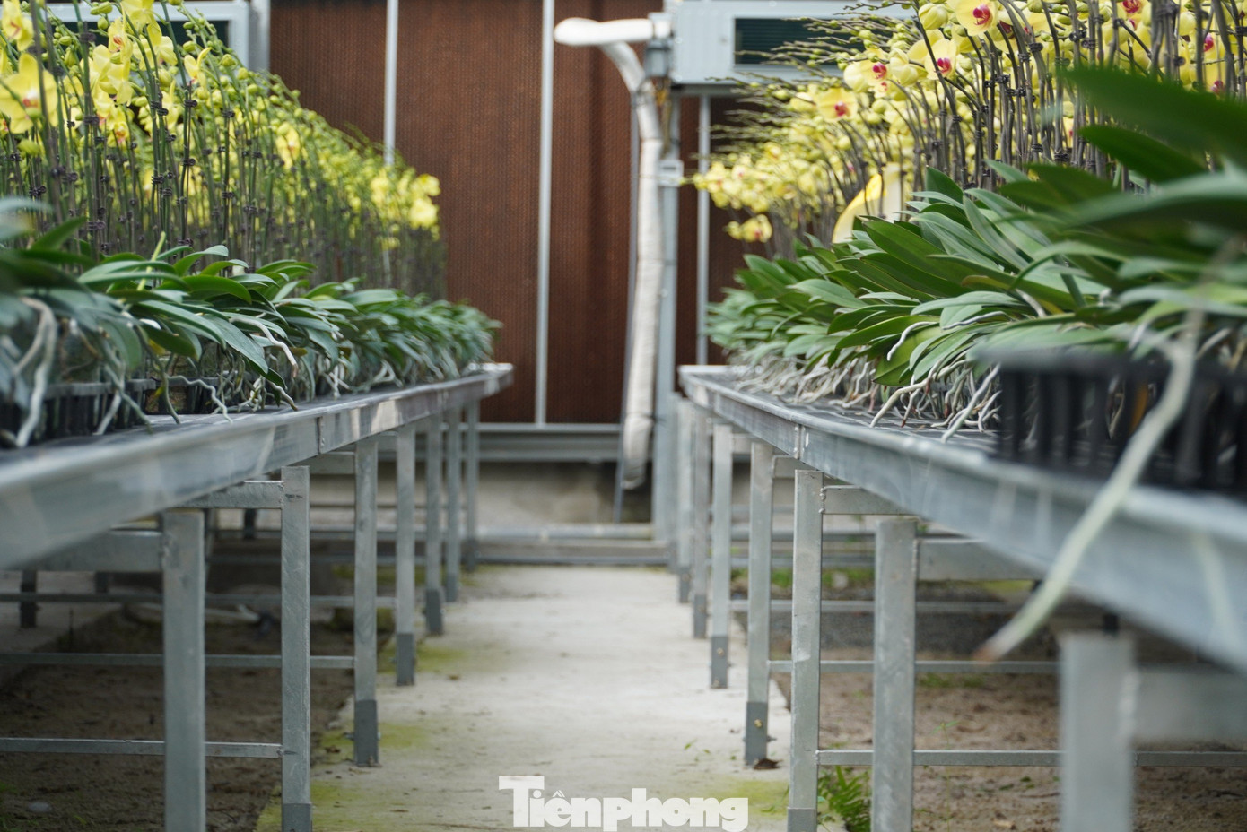 Năm 2022, một người ở Hà Tĩnh đã đầu tư 10 tỷ đồng để mở mô hình trồng lan hồ điệp với diện tích rộng hơn 2.500m2 tại xã Thạch Khê, huyện Thạch Hà (Hà Tĩnh). Theo đó, mô hình hoa lan được xây dựng nhà xưởng 5 lớp cách nhiệt, đảm bảo nhiệt độ, ánh sáng chuẩn cho cây hoa phát triển.