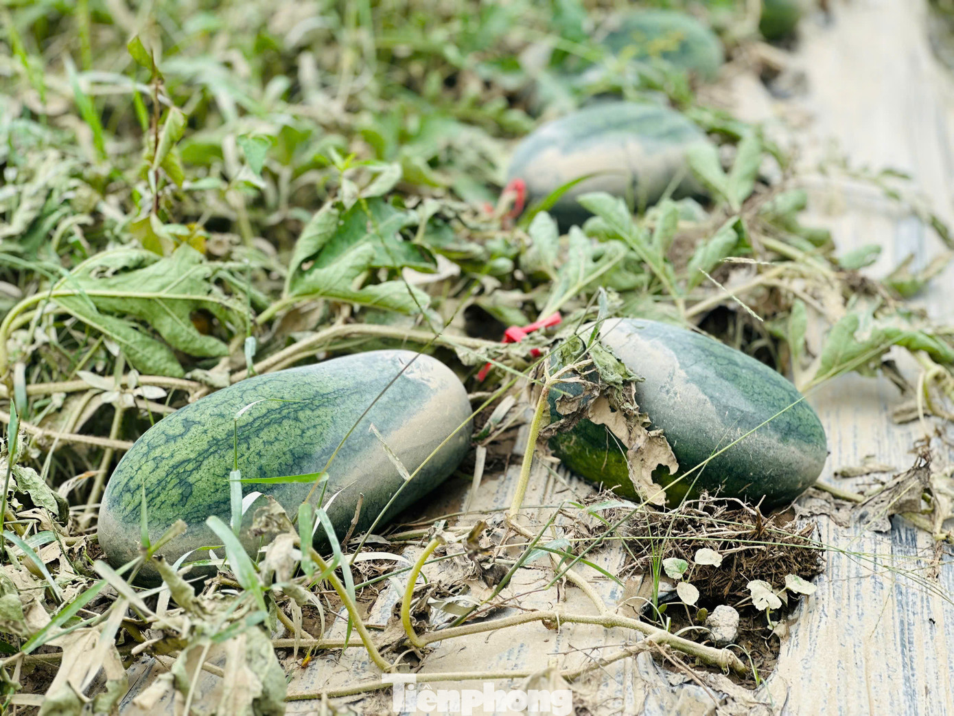 Dưa lê, dưa hấu ngập lụt, hư hỏng sau lũ.