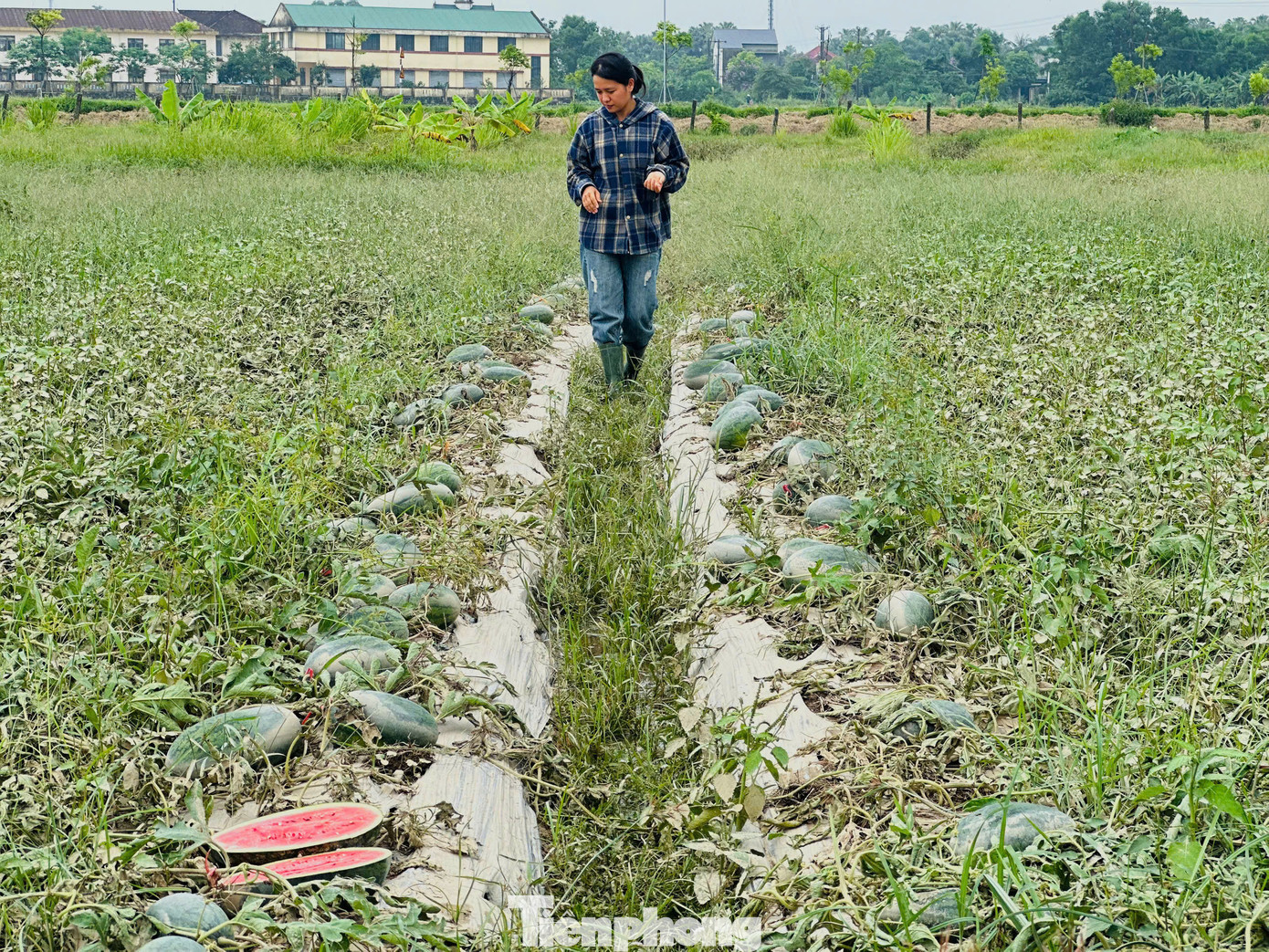 Lũ rút, để lại cánh đồng dưa chết héo, quả hư hỏng vì ngập lụt.
