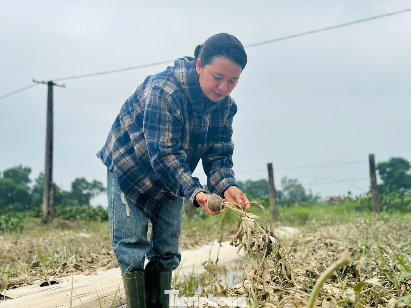 Ruộng dưa của chị Hằng hư hỏng sau lũ.