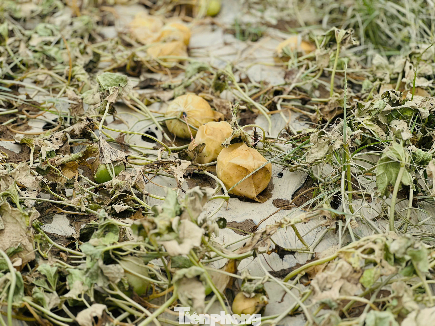 Dưa lê, dưa hấu ngập lụt, hư hỏng sau lũ.