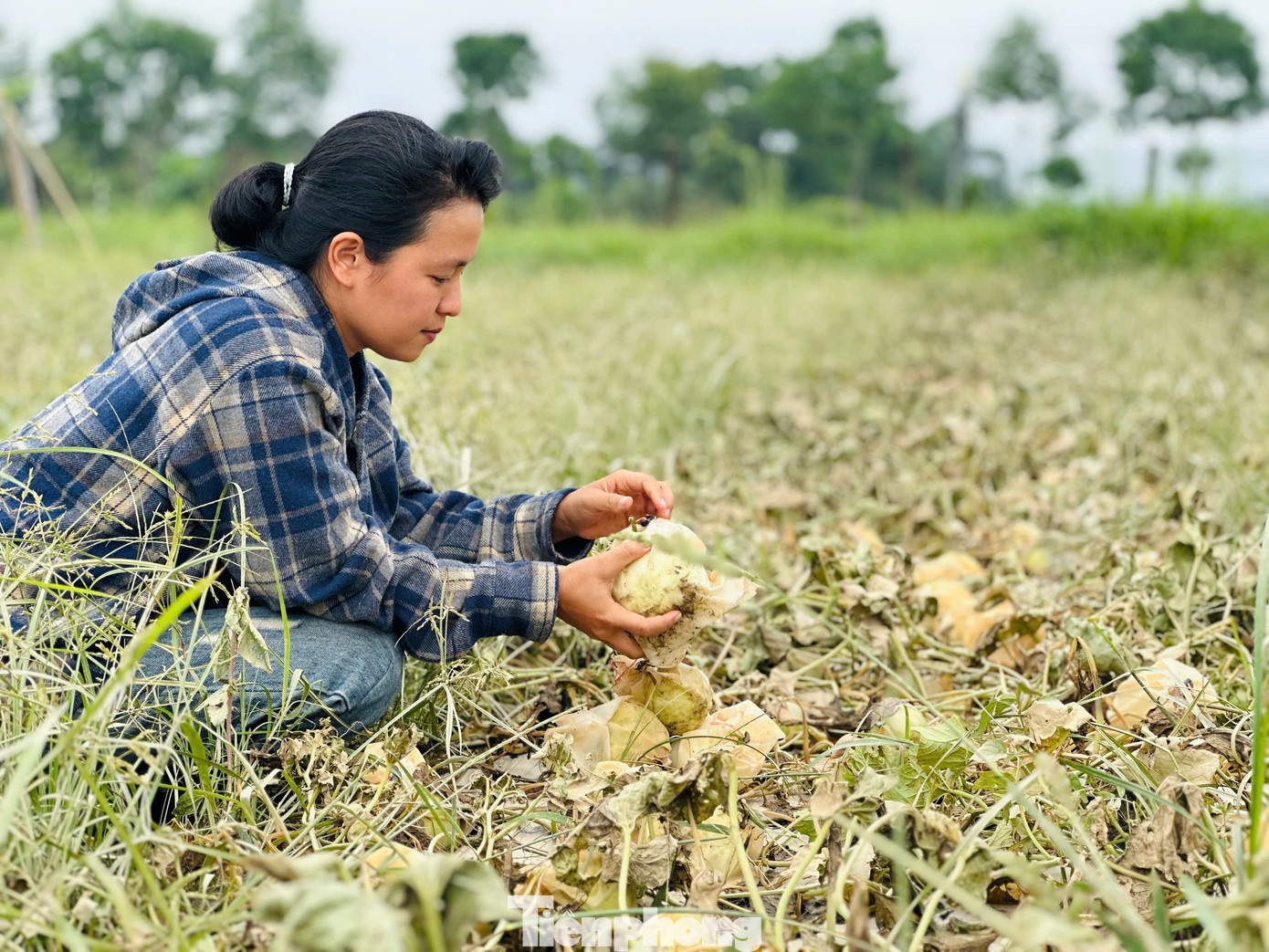 Ruộng dưa lê cũng chết héo sau lũ.