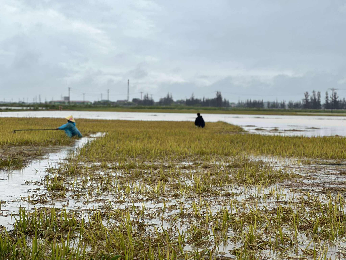 Nhiều người dân ra đồng để gỡ bỏ những phần rơm rạ, rác để cứu bông lúa chưa bị chìm trong nước.