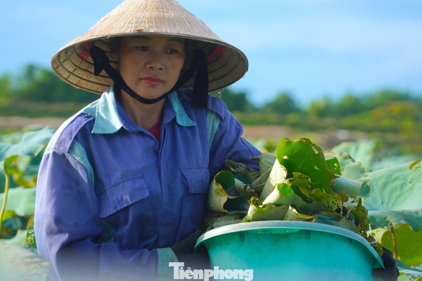 Người dân vui mừng vì sen năm nay được mùa, được giá. Từ đầu mùa đến nay đã thu hoạch hơn 50.0000 bông. Người dân vui mừng vì sen năm nay được mùa, được giá. Từ đầu mùa đến nay đã thu hoạch hơn 50.0000 bông.