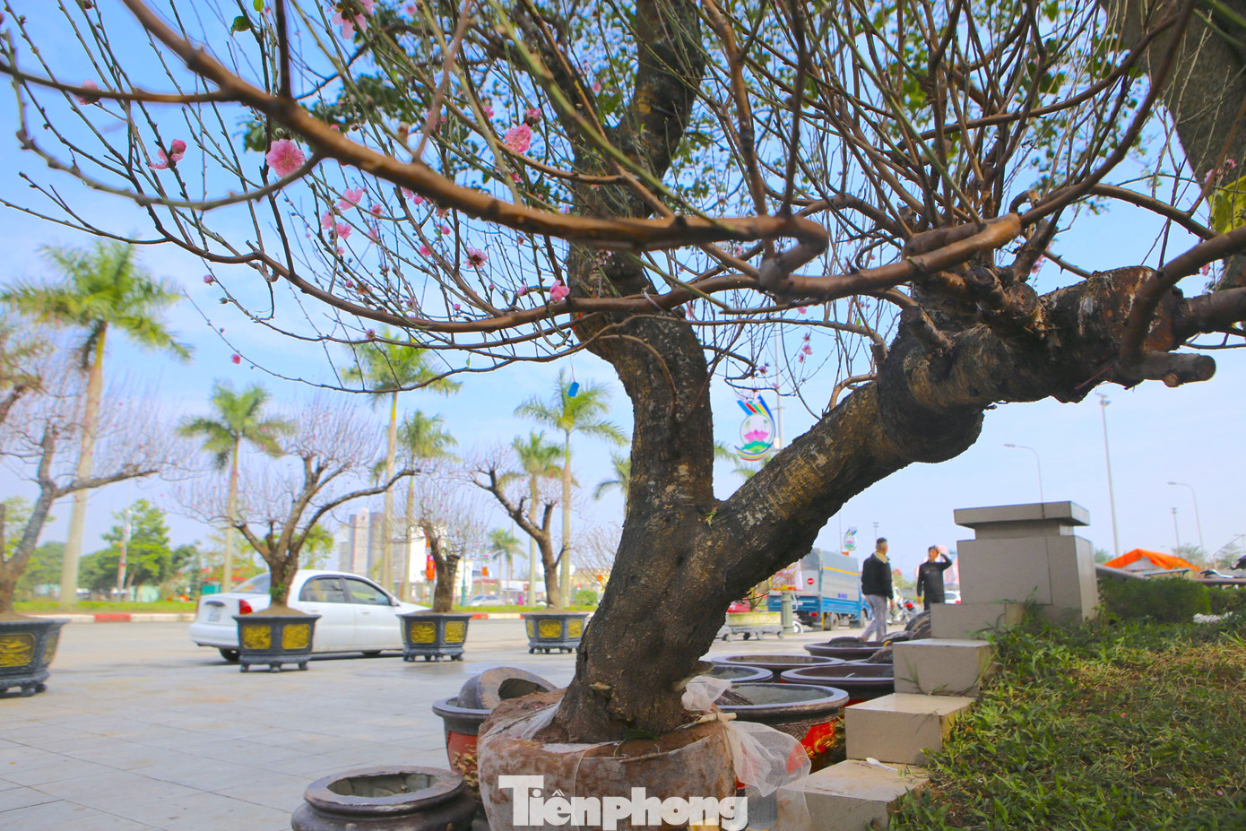 Trong ảnh gốc đào cao hơn 3m, dáng huyền vừa được vận chuyển từ miền Bắc về bán. Gốc đào phai bắt đầu hé nụ, được bán với giá 25 triệu đồng.