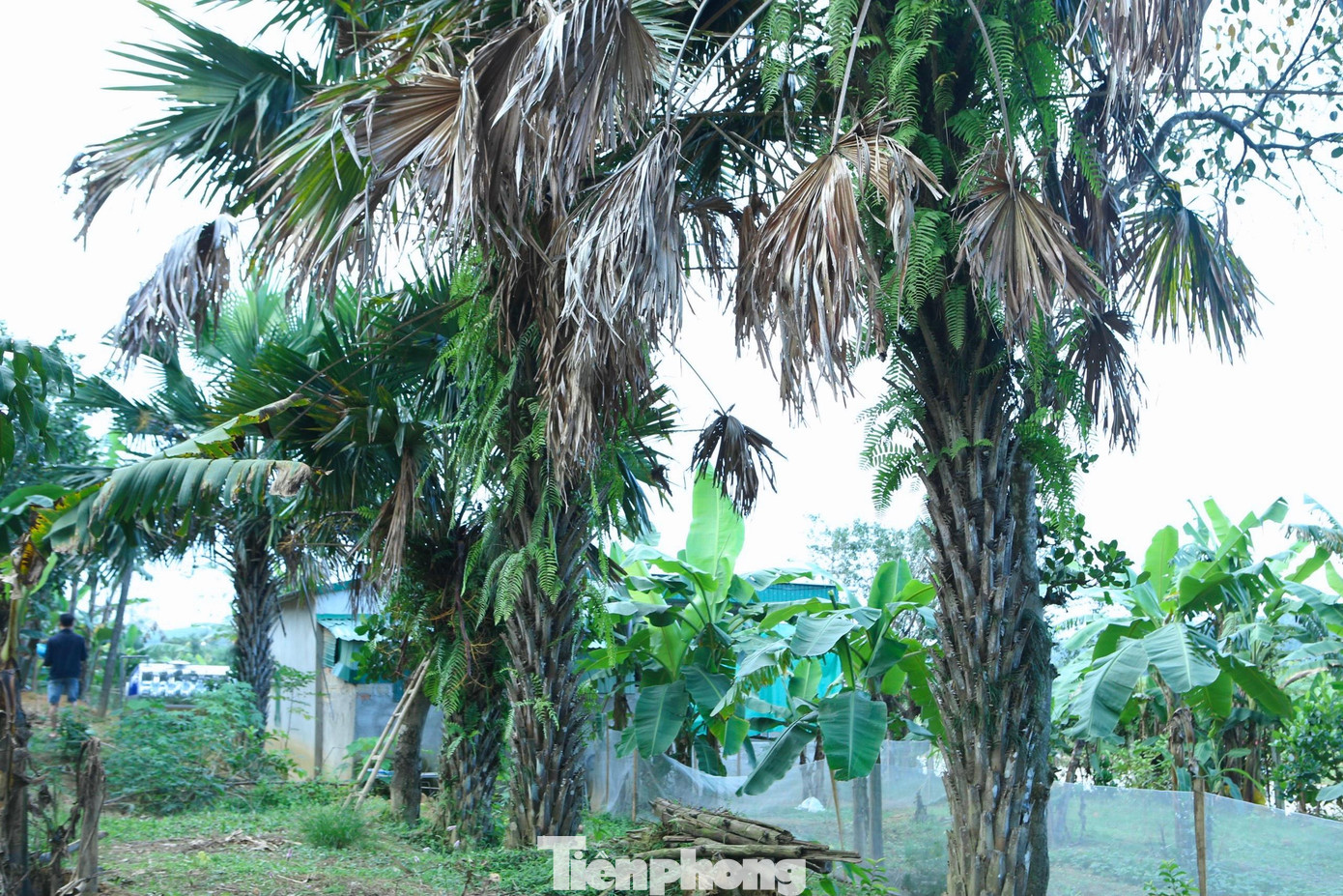 Trước đây, cây cọ được các gia đình ở vùng trung du, miền núi ở Hà Tĩnh trồng quanh nhà, hoặc trên đồi. Những gốc cọ này có tuổi đời từ 6-20 năm. Trước đây, cây cọ được các gia đình ở vùng trung du, miền núi ở Hà Tĩnh trồng quanh nhà, hoặc trên đồi. Những gốc cọ này có tuổi đời từ 6-20 năm.