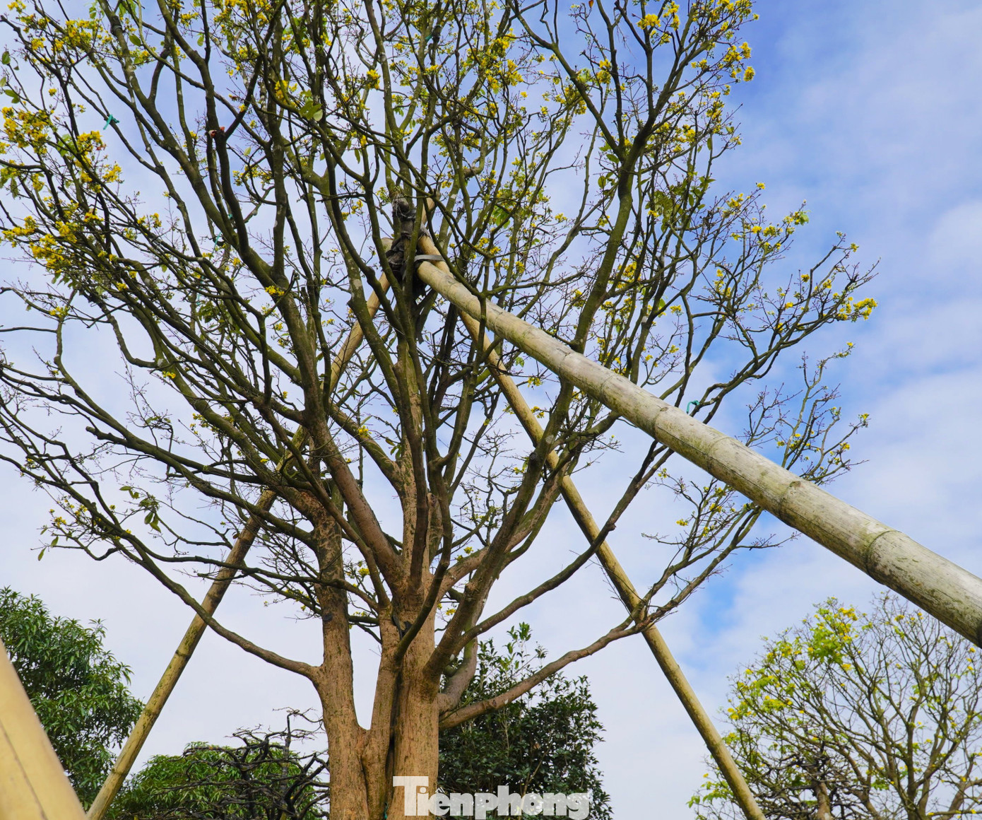 Chủ vườn cho biết gốc mai có tuổi đời trên 100 năm được mua của một người dân tại Huế.