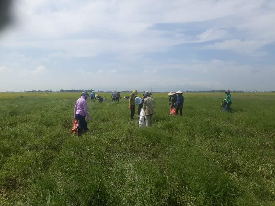 Số lượng dưa đã thu gom và bán ra trên 10 tấn.