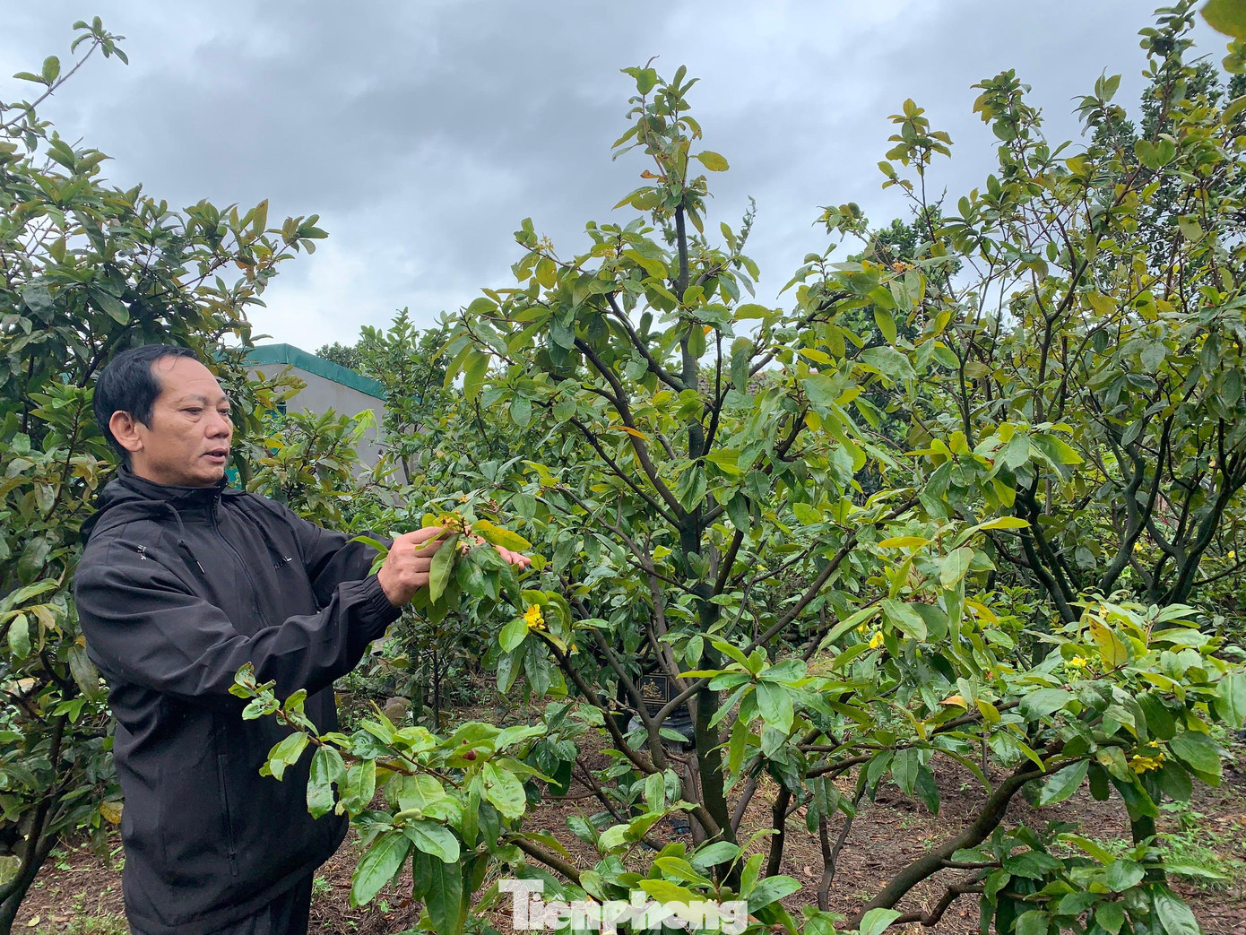 Dịp Tết năm nay ông Nguyễn Kim Nam cũng có hơn 800 gốc mai bán ra thị trường, trong đó có những gốc có tuổi đời trên 70 năm. Vườn của ông Nam là một trong số ít vườn có tỷ lệ hoa nở còn thấp.