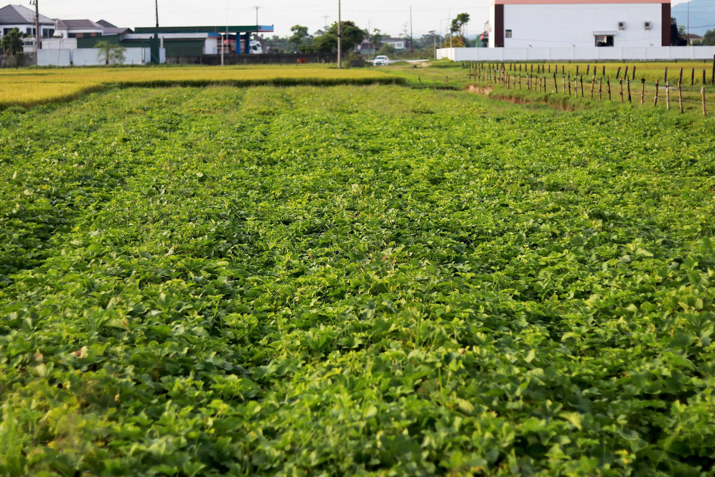 Hiện tại, xã Việt Tiến có khoảng 50 hộ dân trồng dưa với tổng diện tích 12ha. Các loại dưa chủ yếu được canh tác tại các cánh đồng khô.