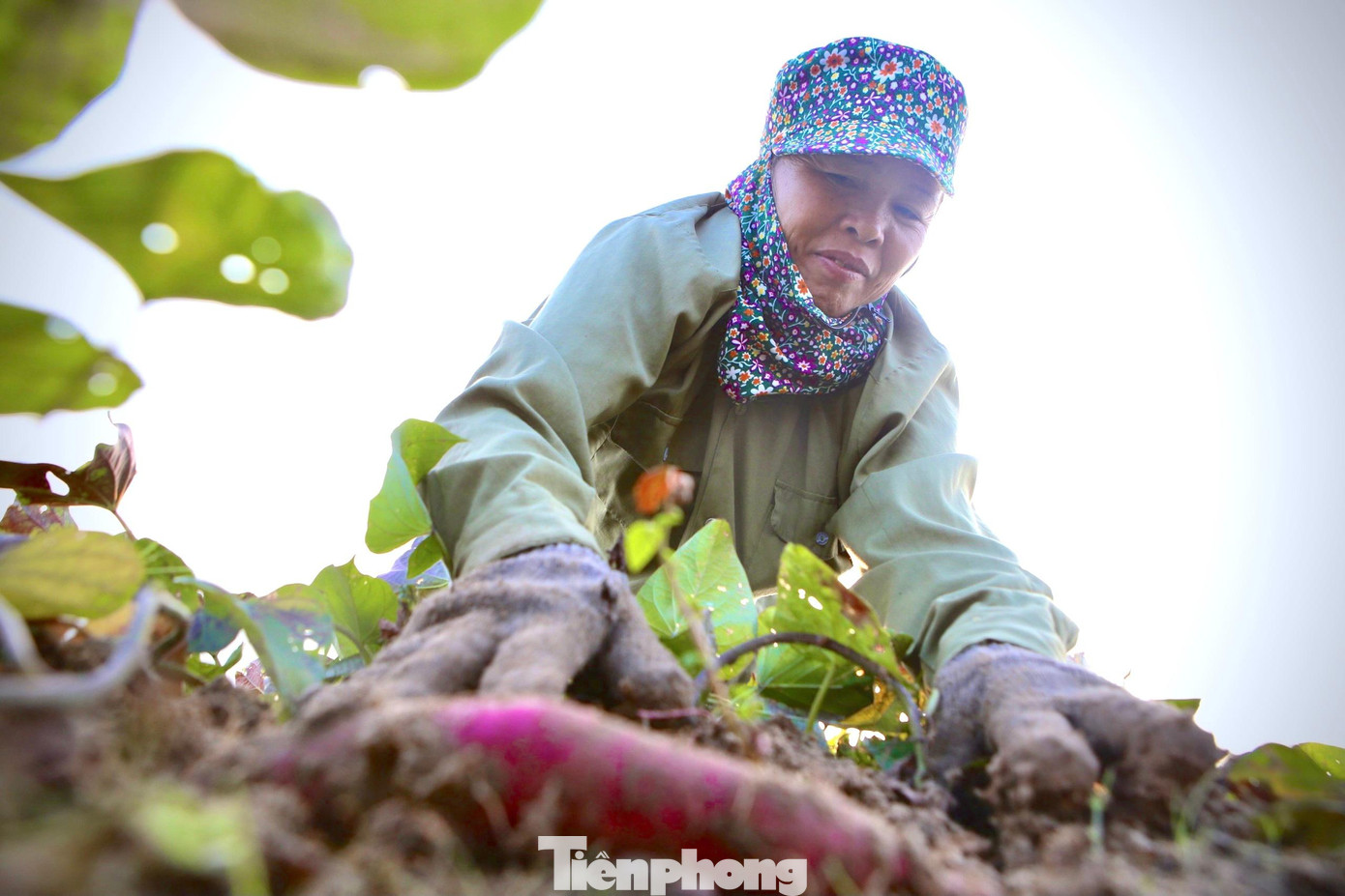 “Khoai thu hoạch ngày nào bán ngày đó. Bán sỉ thì chờ xe từ miền Bắc vào mua, nhưng mấy ngày nay tranh thủ ra chợ bán lẻ giá thành cao hơn. Năm nay thời tiết thuận lợi, ít mưa nên củ nhiều và không bị hư hỏng”, bà Giáo nói.