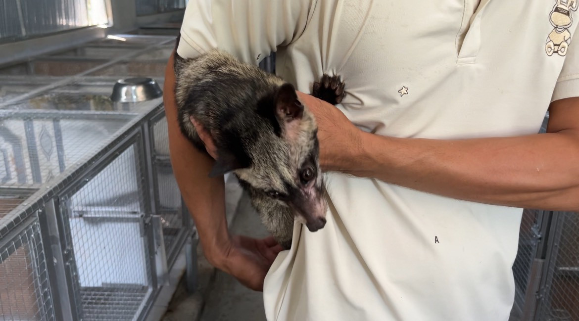 Giống chồn được anh Sơn nuôi tại quê nhà.