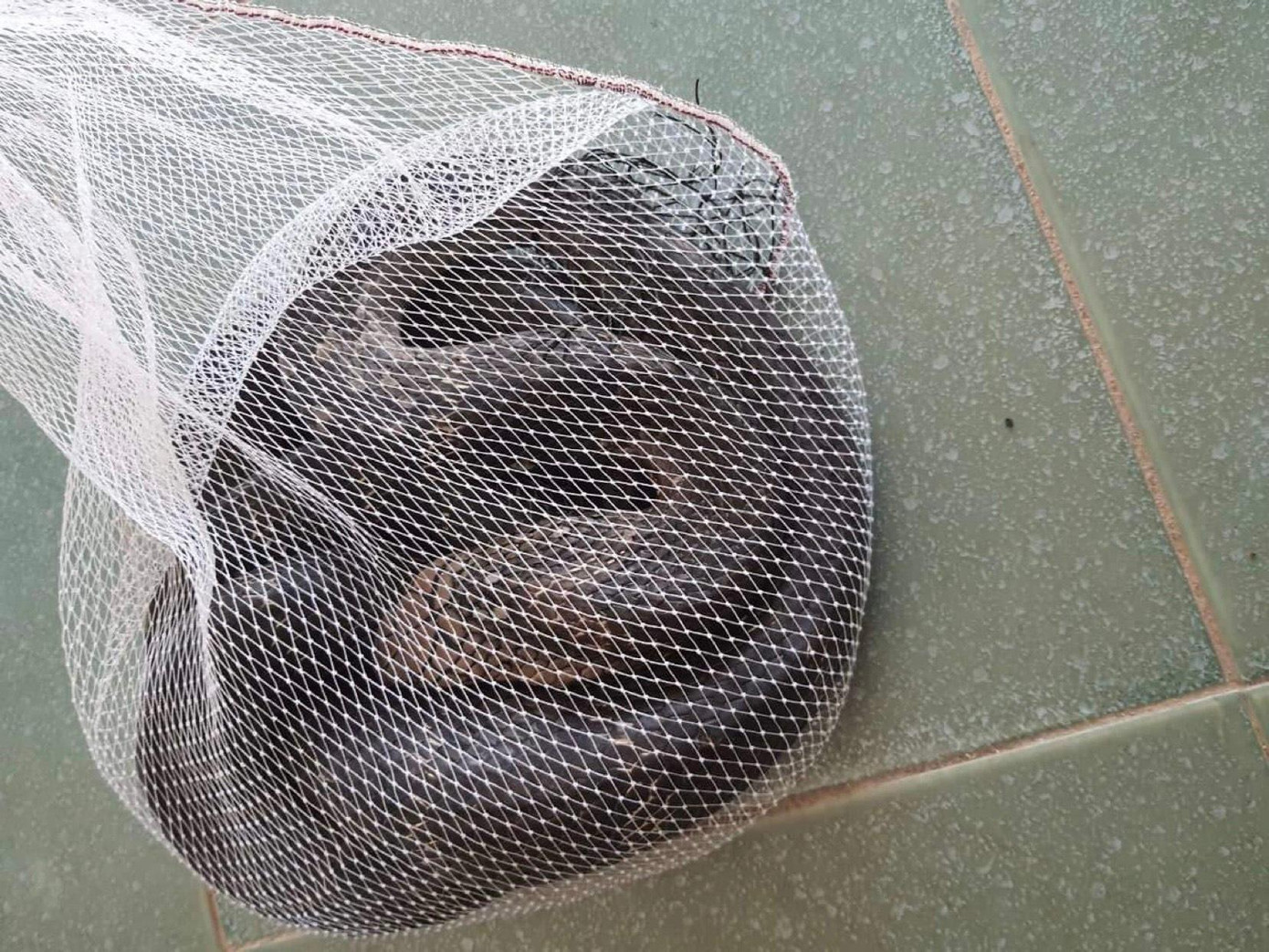 Rắn hổ mang chúa, thân màu đen, dài hơn 3m, nặng 2,6kg.