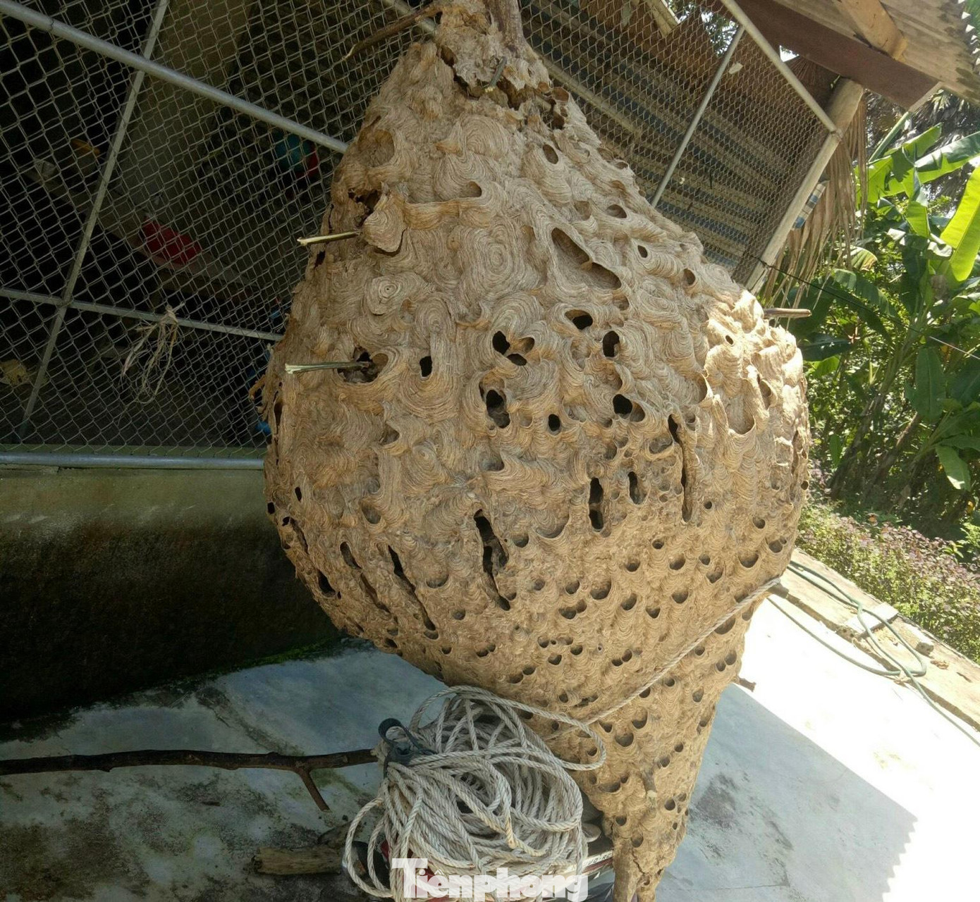 Tổ ong này sau khi đưa ra khỏi rừng, anh Dũng cột trên chiếc xe máy rồi chạy về nhà. Tổ ong này sau khi đưa ra khỏi rừng, anh Dũng cột trên chiếc xe máy rồi chạy về nhà.