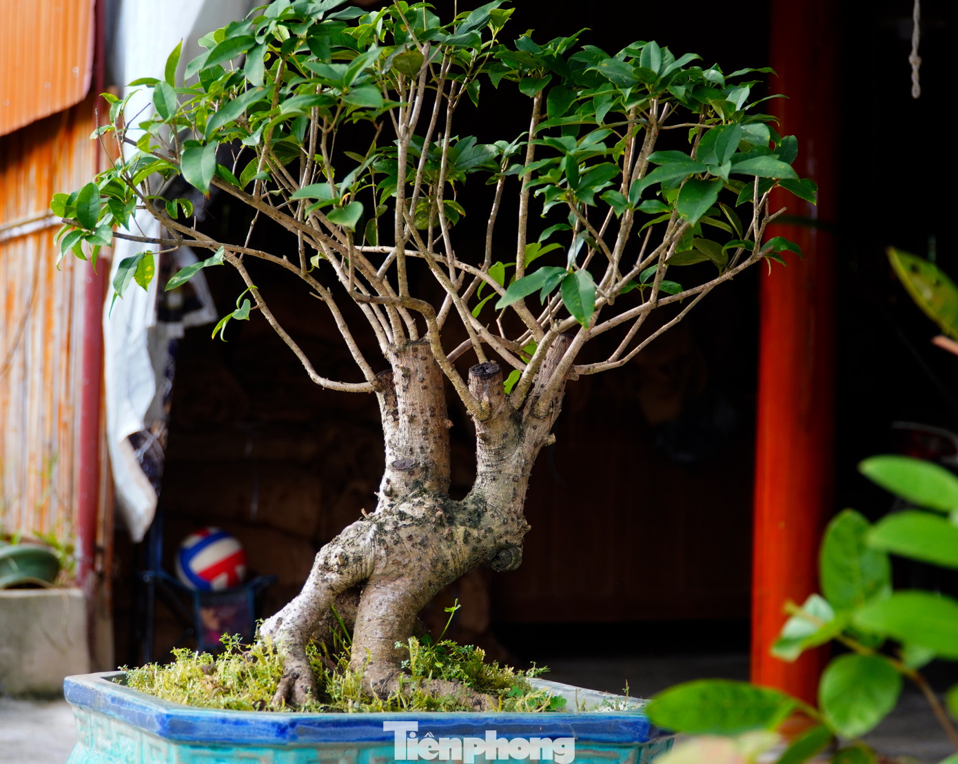 Những lúc mệt mỏi nhất, hoa và cây đã giúp nam thanh niên cân bằng lại cuộc sống. Từ số vốn ít ỏi, chàng trai dần xây dựng cho mình một khu vườn cây cảnh nổi tiếng khắp vùng với nhiều loại hoa, cây cảnh khác nhau.