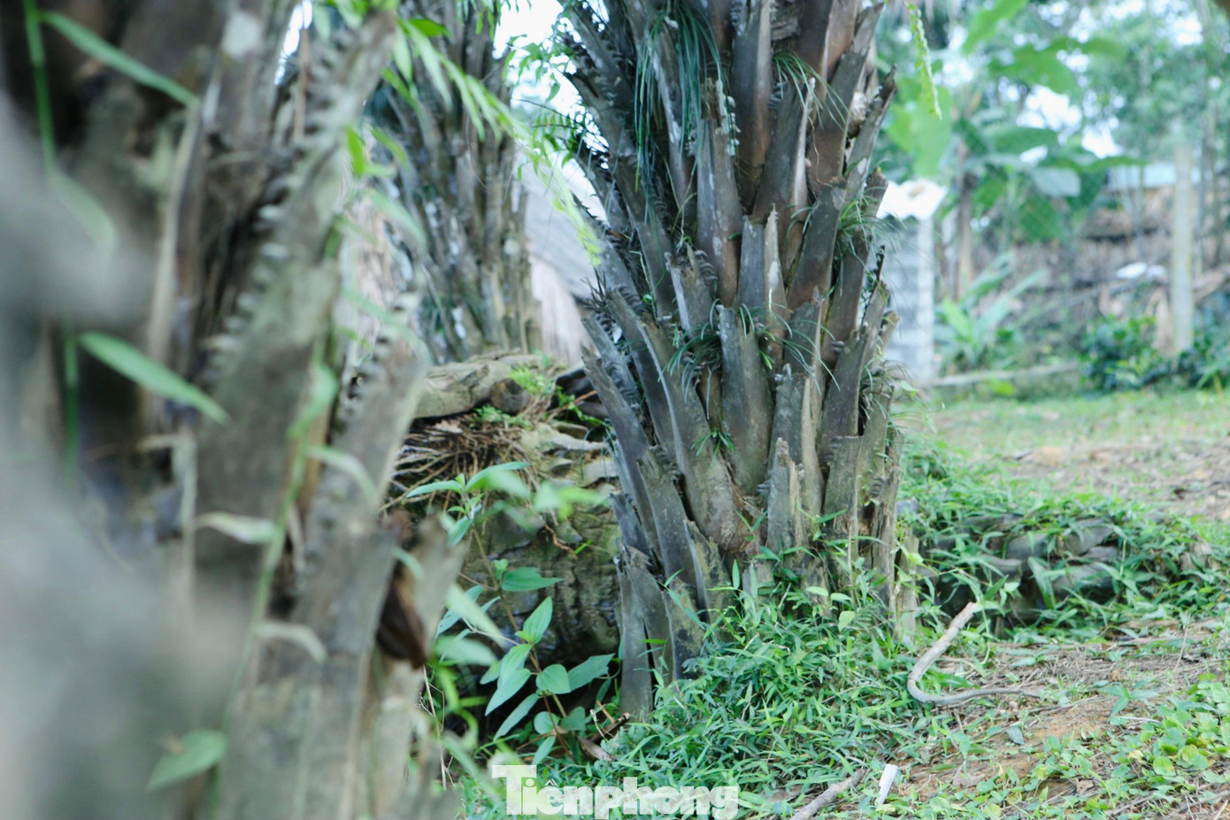 Cây cọ cao từ 6-10m, thân cây nhiều cành có gai, cỏ dại cũng mọc trên những phần thân này. Cây cọ cao từ 6-10m, thân cây nhiều cành có gai, cỏ dại cũng mọc trên những phần thân này.