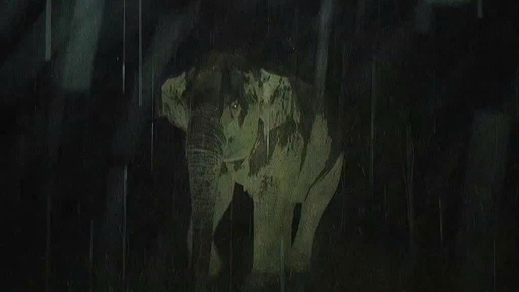 Bẫy ảnh ghi lại cảnh ban đêm voi xuất hiện.