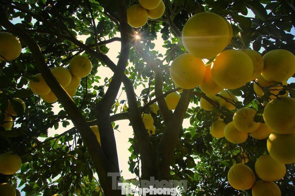 Bưởi Phúc Trạch được xem là cây chủ lực, phát triển kinh tế tại địa phương.